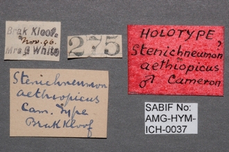 Stenichneumon_aethiopicus_labels