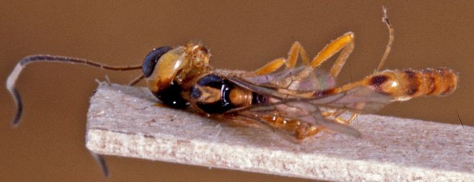 Lusius macilentus - WaspWeb