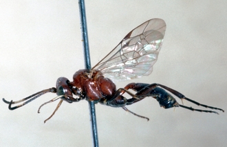 Neotypus_angolensis_habitus_lateral_454a