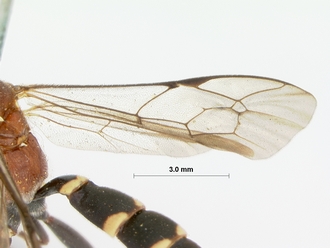 Pseudocillimus_rubrithorax_HOLOTYPE