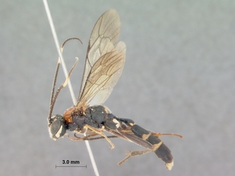 Pseudocillimus_major_HOLOTYPE