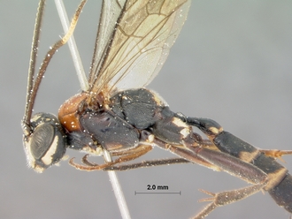 Pseudocillimus_major_HOLOTYPE