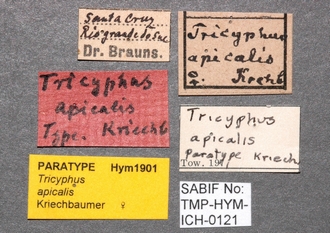 Tricyphus_apicalis_labels