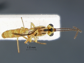 Lycorina continentalis holotype male dorsal
