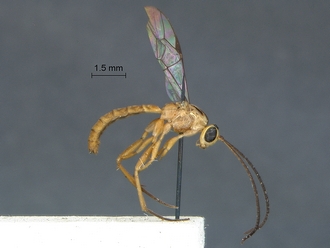 Lycorina continentalis holotype male profile