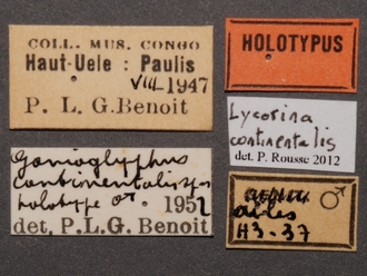 Lycorina continentalis labels