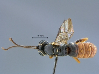 Lycorina globiceps holotype dorsal