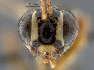 Lycorina globiceps holotype face2