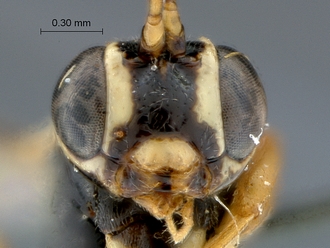 Lycorina globiceps holotype face