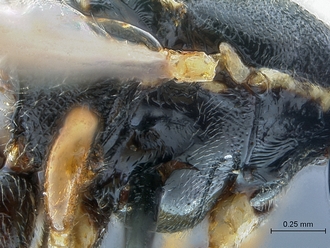Lycorina globiceps holotype mesopleuron