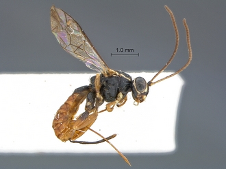 Lycorina globiceps holotype