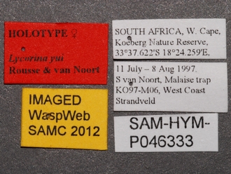 Lycorina yui SAM-HYM-P046333 female labels