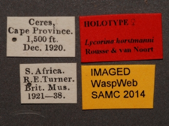 Lycorina_horstmanni_holotype_female BMNH_labels