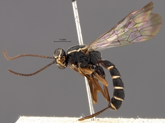 Lycorina_horstmanni_holotype_female_BMNH_habitus_profile