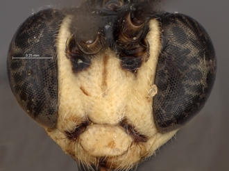 Lycorina_horstmanni_paratype_male_BMNH_head_front