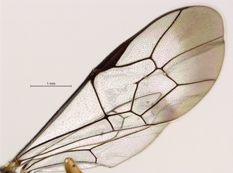 Lycorina_jacksonfive_holotype_BMNH_wings