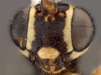 Lycorina_riftensis_holotype_female_BMNH_head_front