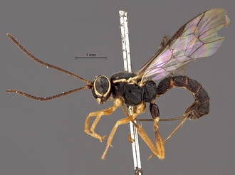 Lycorina_riftensis_holotype_female_BMNH_holotype_profile