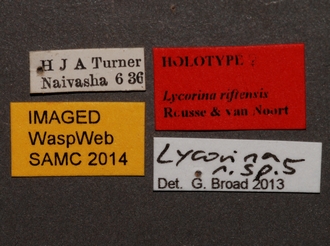 Lycorina_riftensis_holotype_female_BMNH_labels