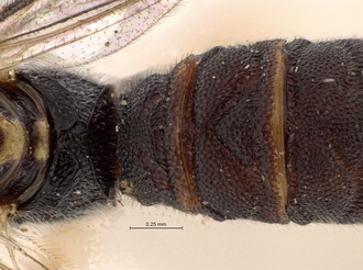 Lycorina_riftensis_holotype_female_BMNH_propodeum_base_metasoma_dorsal