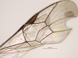 Lycorina_riftensis_holotype_female_BMNH_wings