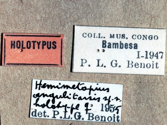 Hemimetopius angulitarsis 354e