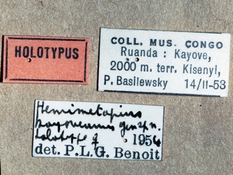 Hemimetopius kayoveanus 355e