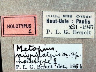 Metopius nigripalpis 349e