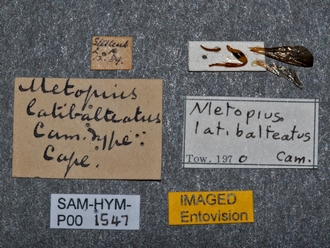 Metopius_latibalteatus_SAM-HYM-P001547_labels