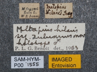 Metopius_zuluanus_SAM-HYM-P001555_labels