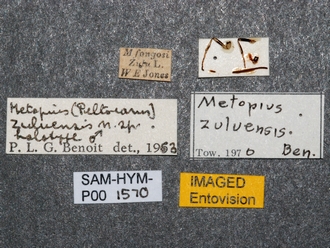 Metopius_zuluensis_SAM-HYM-P001570_labels