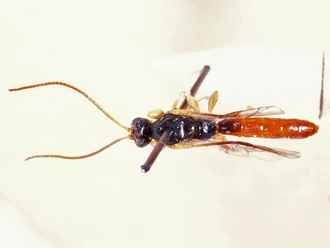 Triclistus luteicornis 358b