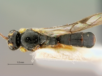 Trieces_capensis_SAM-HYM-P001517_Habitus dorsal