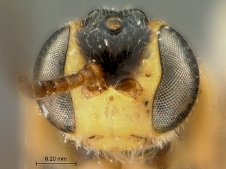 Trieces_capensis_SAM-HYM-P001517_head_frontal