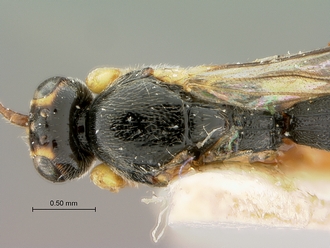 Trieces_capensis_SAM-HYM-P001517_head_thorax_dorsal