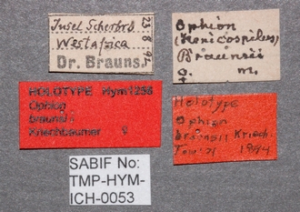 Ophion_braunsii_labels