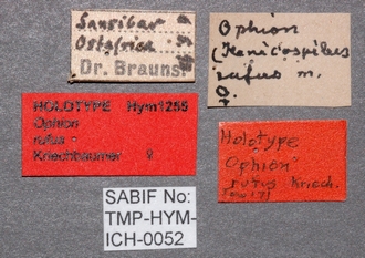 Ophion_rufus_labels