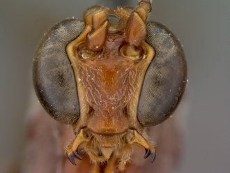 Enicospilus_brevicornis_HT_female_head_frontal