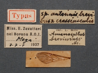 Enicospilus_brevicornis_HT_female_labels