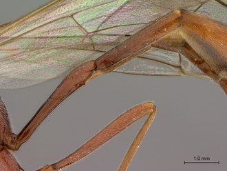 Enicospilus_brevicornis_HT_female_petiole_lateral.jpg