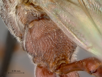 Enicospilus_brevicornis_HT_female_propodeum