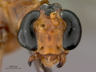 Enicospilus_fulvescens_HT_female_head_frontal