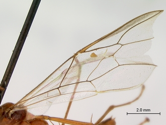 Enicospilus_fulvescens_HT_female_wings
