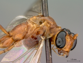 Enicospilus_fulvescens_head_mes_lateral