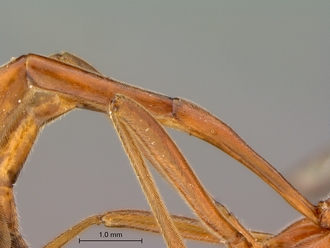 Enicospilus_fulvescens_petiole_lateral
