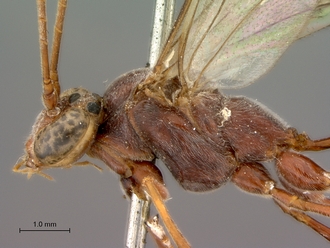 Enicospilus_sericatus_head_mes_lateral
