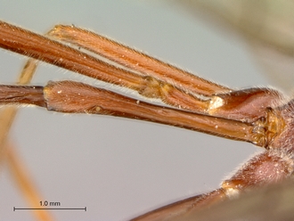 Enicospilus_sericatus_petiole_dorsal