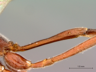 Enicospilus_sericatus_petiole_lateral