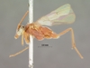 Enicospilus_transvaalensis_HOLOTYPE