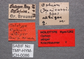 Ophion_albiger _labels